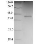 SDS-PAGE separation of QP5804 followed by commassie total protein stain results in a primary band consistent with reported data for CDK2 / p33. These data demonstrate Greater than 90% as determined by SDS-PAGE.