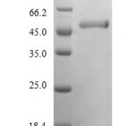 SDS-PAGE separation of QP5806 followed by commassie total protein stain results in a primary band consistent with reported data for CDK5. These data demonstrate Greater than 90% as determined by SDS-PAGE.