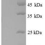 SDS-PAGE separation of QP5808 followed by commassie total protein stain results in a primary band consistent with reported data for CDKN2AIP N-terminal-like protein. These data demonstrate Greater than 90% as determined by SDS-PAGE.