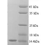 SDS-PAGE separation of QP5812 followed by commassie total protein stain results in a primary band consistent with reported data for CEACAM4. These data demonstrate Greater than 90% as determined by SDS-PAGE.