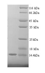 SDS-PAGE separation of QP5812 followed by commassie total protein stain results in a primary band consistent with reported data for CEACAM4. These data demonstrate Greater than 90% as determined by SDS-PAGE.