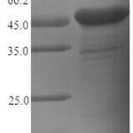 SDS-PAGE separation of QP5813 followed by commassie total protein stain results in a primary band consistent with reported data for CEACAM6. These data demonstrate Greater than 90% as determined by SDS-PAGE.