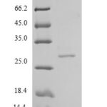 SDS-PAGE separation of QP5816 followed by commassie total protein stain results in a primary band consistent with reported data for Chymotrypsin-like elastase family member 2A. These data demonstrate Greater than 80% as determined by SDS-PAGE.