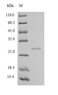 SDS-PAGE separation of QP5816 followed by commassie total protein stain results in a primary band consistent with reported data for Chymotrypsin-like elastase family member 2A. These data demonstrate Greater than 80% as determined by SDS-PAGE.