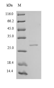 SDS-PAGE separation of QP5816 followed by commassie total protein stain results in a primary band consistent with reported data for Chymotrypsin-like elastase family member 2A. These data demonstrate Greater than 80% as determined by SDS-PAGE.