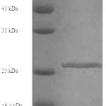 SDS-PAGE separation of QP5817 followed by commassie total protein stain results in a primary band consistent with reported data for Chymotrypsin-like elastase family member 2A. These data demonstrate Greater than 90% as determined by SDS-PAGE.