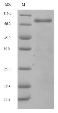 SDS-PAGE separation of QP5822 followed by commassie total protein stain results in a primary band consistent with reported data for complement factor B. These data demonstrate Greater than 90% as determined by SDS-PAGE.