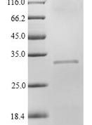 SDS-PAGE separation of QP5823 followed by commassie total protein stain results in a primary band consistent with reported data for Adipsin / Complement Factor D / CFD. These data demonstrate Greater than 82.10% as determined by SDS-PAGE.