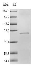 SDS-PAGE separation of QP5823 followed by commassie total protein stain results in a primary band consistent with reported data for Adipsin / Complement Factor D / CFD. These data demonstrate Greater than 82.10% as determined by SDS-PAGE.