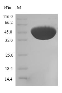 SDS-PAGE separation of QP5825 followed by commassie total protein stain results in a primary band consistent with reported data for CFL2 / cofilin 2 / ADF. These data demonstrate Greater than 80% as determined by SDS-PAGE.