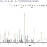 SEQUEST analysis of LC MS/MS spectra obtained from a run with QP5826 identified a match between this protein and the spectra of a peptide sequence that matches a region of Properdin.