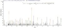 SEQUEST analysis of LC MS/MS spectra obtained from a run with QP5826 identified a match between this protein and the spectra of a peptide sequence that matches a region of Properdin.