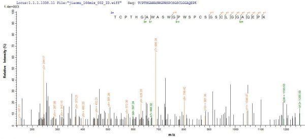SEQUEST analysis of LC MS/MS spectra obtained from a run with QP5826 identified a match between this protein and the spectra of a peptide sequence that matches a region of Properdin.