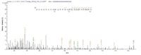 Additional SEQUEST analysis of the LC MS/MS spectra from QP5826 identified an additional between this protein and the spectra of another peptide sequence that matches a region of Properdin confirming successful recombinant synthesis.