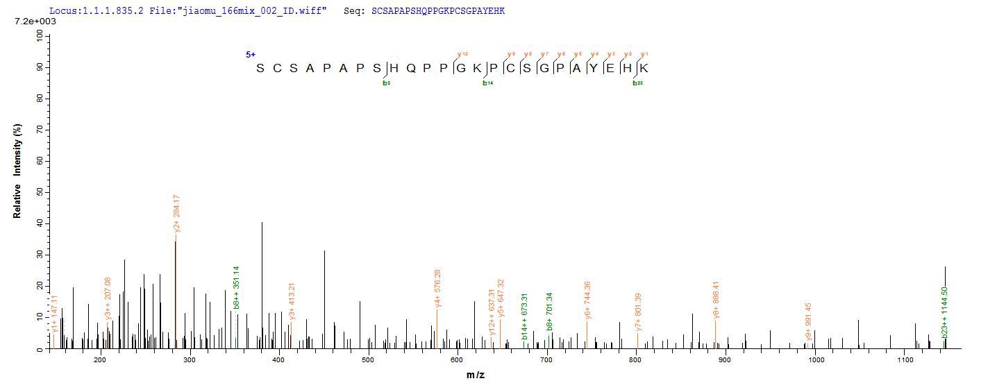 Additional SEQUEST analysis of the LC MS/MS spectra from QP5826 identified an additional between this protein and the spectra of another peptide sequence that matches a region of Properdin confirming successful recombinant synthesis.