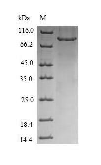 SDS-PAGE separation of QP5830 followed by commassie total protein stain results in a primary band consistent with reported data for CHM. These data demonstrate Greater than 90% as determined by SDS-PAGE.