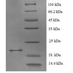 SDS-PAGE separation of QP5831 followed by commassie total protein stain results in a primary band consistent with reported data for Muscarinic acetylcholine receptor M1. These data demonstrate Greater than 90% as determined by SDS-PAGE.