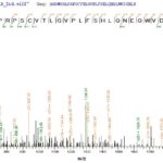 SEQUEST analysis of LC MS/MS spectra obtained from a run with QP5832 identified a match between this protein and the spectra of a peptide sequence that matches a region of Acetylcholine receptor subunit alpha.