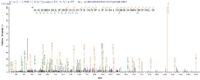 SEQUEST analysis of LC MS/MS spectra obtained from a run with QP5832 identified a match between this protein and the spectra of a peptide sequence that matches a region of Acetylcholine receptor subunit alpha.