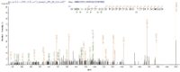 Additional SEQUEST analysis of the LC MS/MS spectra from QP5832 identified an additional between this protein and the spectra of another peptide sequence that matches a region of Acetylcholine receptor subunit alpha confirming successful recombinant synthesis.