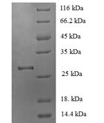 SDS-PAGE separation of QP5833 followed by commassie total protein stain results in a primary band consistent with reported data for Acetylcholine receptor subunit alpha. These data demonstrate Greater than 80% as determined by SDS-PAGE.