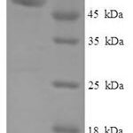 SDS-PAGE separation of QP5836 followed by commassie total protein stain results in a primary band consistent with reported data for CIAO1. These data demonstrate Greater than 90% as determined by SDS-PAGE.