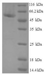 SDS-PAGE separation of QP5836 followed by commassie total protein stain results in a primary band consistent with reported data for CIAO1. These data demonstrate Greater than 90% as determined by SDS-PAGE.