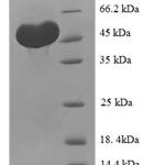 SDS-PAGE separation of QP5837 followed by commassie total protein stain results in a primary band consistent with reported data for C-type lectin domain family 18 member A. These data demonstrate Greater than 90% as determined by SDS-PAGE.