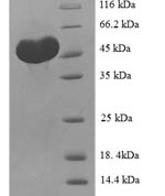 SDS-PAGE separation of QP5837 followed by commassie total protein stain results in a primary band consistent with reported data for C-type lectin domain family 18 member A. These data demonstrate Greater than 90% as determined by SDS-PAGE.