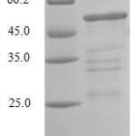 SDS-PAGE separation of QP5838 followed by commassie total protein stain results in a primary band consistent with reported data for CLIC4. These data demonstrate Greater than 80% as determined by SDS-PAGE.