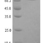 SDS-PAGE separation of QP5839 followed by commassie total protein stain results in a primary band consistent with reported data for Clathrin interactor 1. These data demonstrate Greater than 90% as determined by SDS-PAGE.