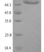 SDS-PAGE separation of QP5839 followed by commassie total protein stain results in a primary band consistent with reported data for Clathrin interactor 1. These data demonstrate Greater than 90% as determined by SDS-PAGE.