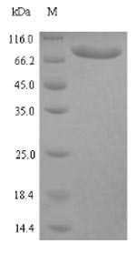 SDS-PAGE separation of QP5839 followed by commassie total protein stain results in a primary band consistent with reported data for Clathrin interactor 1. These data demonstrate Greater than 90% as determined by SDS-PAGE.