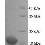 SDS-PAGE separation of QP5842 followed by commassie total protein stain results in a primary band consistent with reported data for Clathrin heavy chain 2. These data demonstrate Greater than 90% as determined by SDS-PAGE.