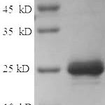 SDS-PAGE separation of QP5843 followed by commassie total protein stain results in a primary band consistent with reported data for CMA1 / Chymase 1. These data demonstrate Greater than 90% as determined by SDS-PAGE.