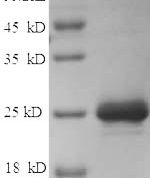 SDS-PAGE separation of QP5843 followed by commassie total protein stain results in a primary band consistent with reported data for CMA1 / Chymase 1. These data demonstrate Greater than 90% as determined by SDS-PAGE.