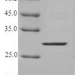 SDS-PAGE separation of QP5844 followed by commassie total protein stain results in a primary band consistent with reported data for CMA1 / Chymase 1. These data demonstrate Greater than 90% as determined by SDS-PAGE.