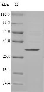 SDS-PAGE separation of QP5844 followed by commassie total protein stain results in a primary band consistent with reported data for CMA1 / Chymase 1. These data demonstrate Greater than 90% as determined by SDS-PAGE.
