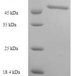 SDS-PAGE separation of QP5850 followed by commassie total protein stain results in a primary band consistent with reported data for Contactin-associated protein 1. These data demonstrate Greater than 90% as determined by SDS-PAGE.