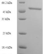 SDS-PAGE separation of QP5850 followed by commassie total protein stain results in a primary band consistent with reported data for Contactin-associated protein 1. These data demonstrate Greater than 90% as determined by SDS-PAGE.