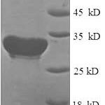 SDS-PAGE separation of QP5854 followed by commassie total protein stain results in a primary band consistent with reported data for COX4I1