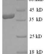 SDS-PAGE separation of QP5856 followed by commassie total protein stain results in a primary band consistent with reported data for Mast cell carboxypeptidase A. These data demonstrate Greater than 90% as determined by SDS-PAGE.