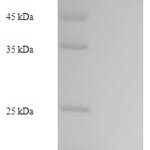 SDS-PAGE separation of QP5857 followed by commassie total protein stain results in a primary band consistent with reported data for Carboxypeptidase A6. These data demonstrate Greater than 90% as determined by SDS-PAGE.