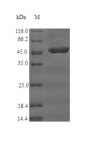 SDS-PAGE separation of QP5860 followed by commassie total protein stain results in a primary band consistent with reported data for CD35 / CR1. These data demonstrate Greater than 90% as determined by SDS-PAGE.