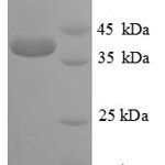 SDS-PAGE separation of QP5866 followed by commassie total protein stain results in a primary band consistent with reported data for CREB1. These data demonstrate Greater than 90% as determined by SDS-PAGE.