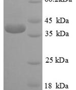SDS-PAGE separation of QP5866 followed by commassie total protein stain results in a primary band consistent with reported data for CREB1. These data demonstrate Greater than 90% as determined by SDS-PAGE.