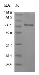 SDS-PAGE separation of QP5872 followed by commassie total protein stain results in a primary band consistent with reported data for Beta-crystallin S. These data demonstrate Greater than 80% as determined by SDS-PAGE.