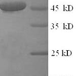 SDS-PAGE separation of QP5873 followed by commassie total protein stain results in a primary band consistent with reported data for Citrate synthase / CS. These data demonstrate Greater than 90% as determined by SDS-PAGE.