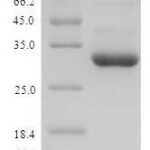 SDS-PAGE separation of QP5878 followed by commassie total protein stain results in a primary band consistent with reported data for G-CSF / CSF3. These data demonstrate Greater than 90% as determined by SDS-PAGE.