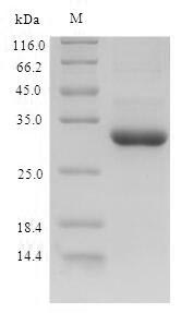 SDS-PAGE separation of QP5878 followed by commassie total protein stain results in a primary band consistent with reported data for G-CSF / CSF3. These data demonstrate Greater than 90% as determined by SDS-PAGE.